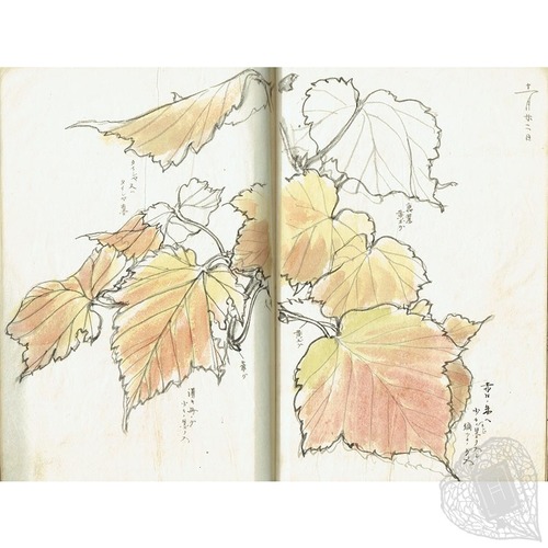 A Set of Sketchbooks of Seasonal Flowers and Plants A Beautiful Botanical Diary, in Four Volumes