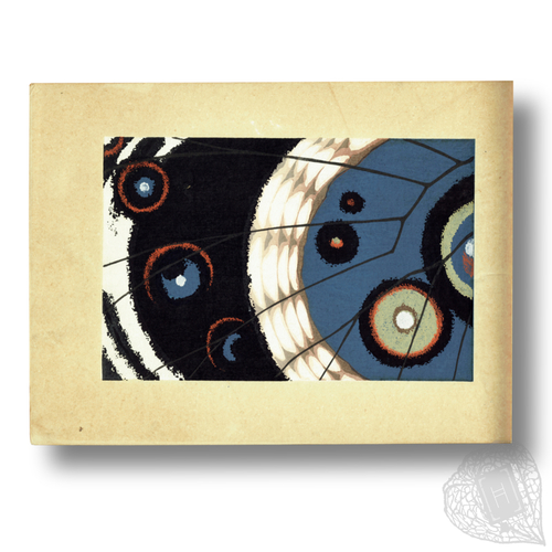 Designs inspired by butterfly wings, by Shimomura Gyokukō Kochōshiki (Expressions of butterflies)